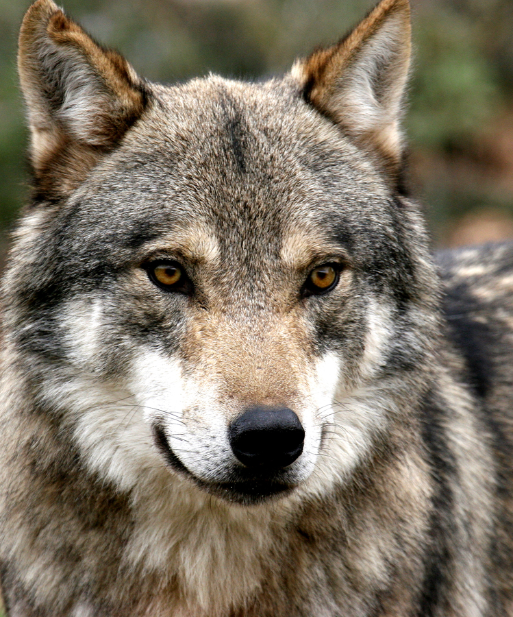 Exposició sobre el llop.